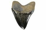 Serrated, Fossil Megalodon Tooth - Collector Quality #119383-2